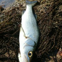 今日の釣果