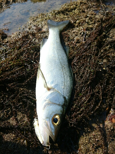 今日の釣果