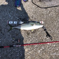 坂ノ市一文字で青物狙い