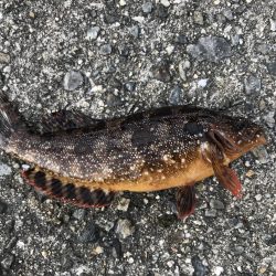 久々の平磯は。