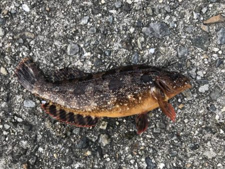 久々の平磯は。