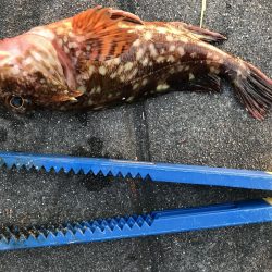 タシッペおすすめの。