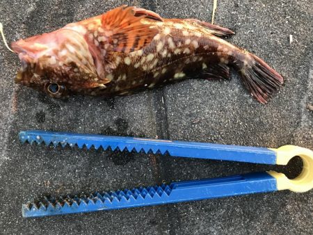 タシッペおすすめの。