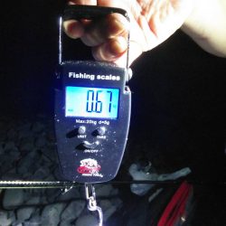 石津浜でエギング