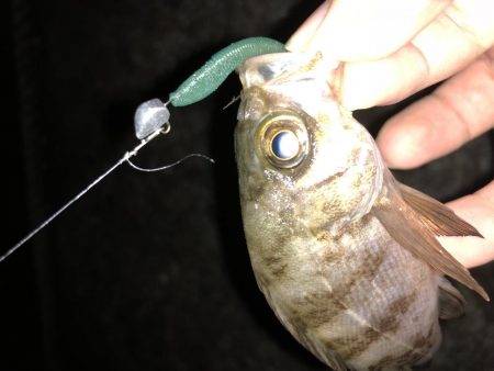 ちょこっとフィッシング！