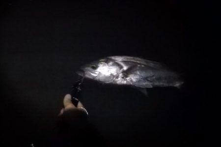 リバーシーバス