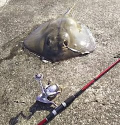 ジグでアカエイ16,17