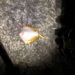 未だに大キス狙い