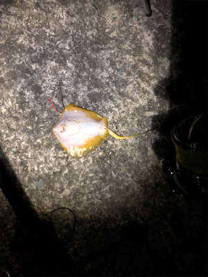 未だに大キス狙い