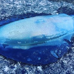 春イカ何処いった〜