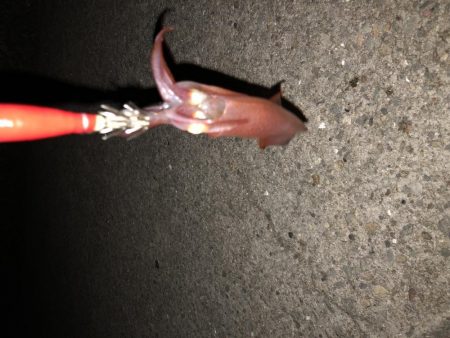 タカキ式エギング釣法！？