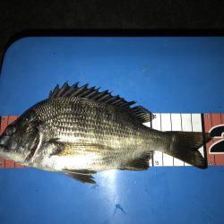 お台場周辺 シーバス チヌ