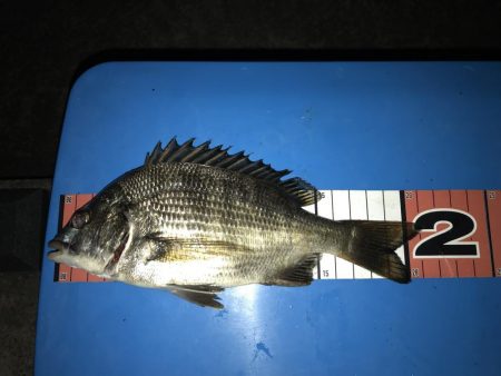 お台場周辺 シーバス チヌ