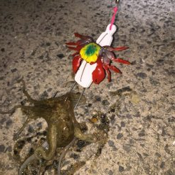 ベイトリールでの初タコだぜ❗️