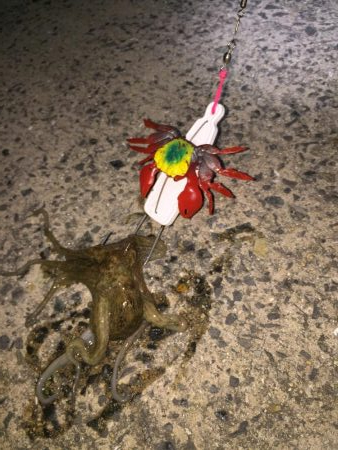 ベイトリールでの初タコだぜ❗…
