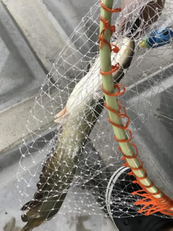 大雨、半端ないって