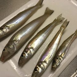 本当に魚に食べる間を与えたのかな？