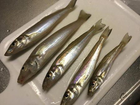 本当に魚に食べる間を与えたのかな？