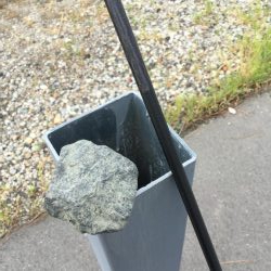 朝一番 マダコGET！