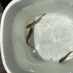 キス釣りのはずが、、、