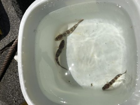 キス釣りのはずが、、、