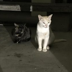 イカも終盤アコウはこれから