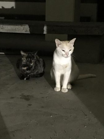 イカも終盤アコウはこれから