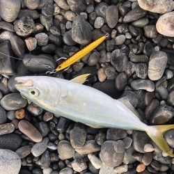 〜エンドレス青物回遊中〜