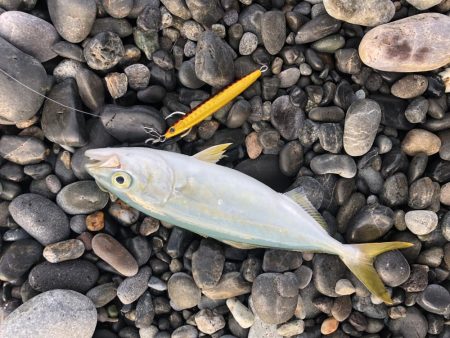 〜エンドレス青物回遊中〜