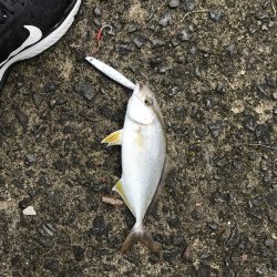 鹿児島市平川ヨットハーバーテトラポットにて