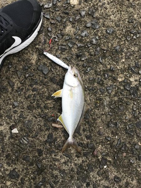 鹿児島市平川ヨットハーバーテトラポットにて