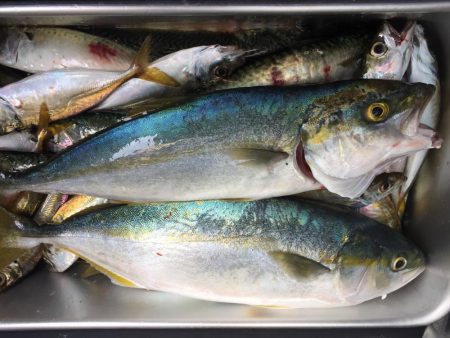 猛暑の中(^^;;  飲ませ釣り …