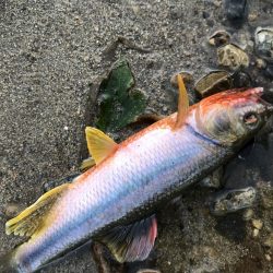 ブラックバスがいた