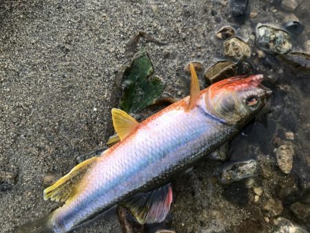 ブラックバスがいた