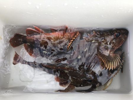 穴からキジハタ