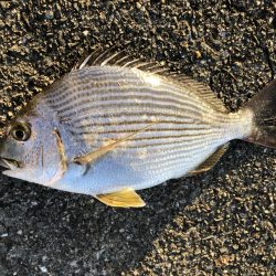 夕マヅメ二時間勝負