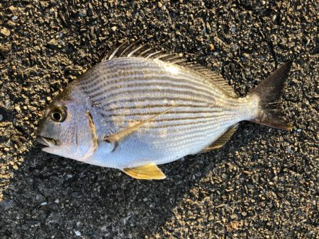 夕マヅメ二時間勝負