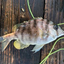 きらがわ漁場にて