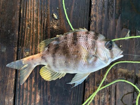 きらがわ漁場にて