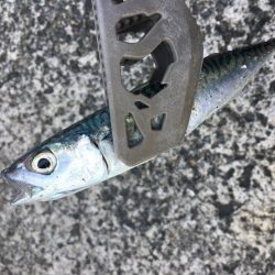 友人とライトゲーム