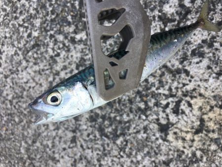 友人とライトゲーム