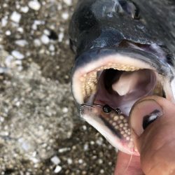 ライトタックル落とし込み