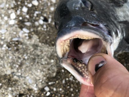 ライトタックル落とし込み