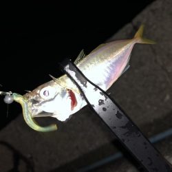 今夜もアジング!