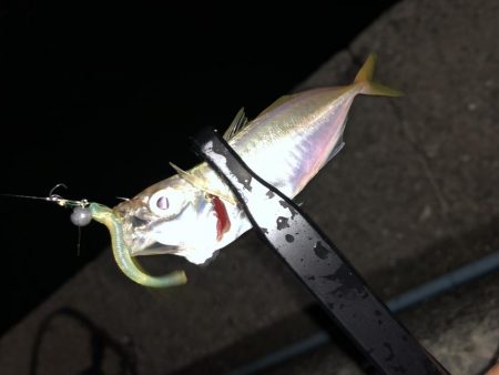 今夜もアジング!