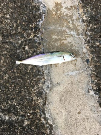 またまた仕事終わりに