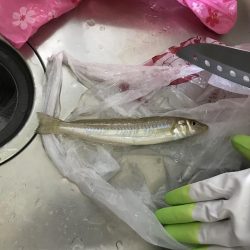 やっとの一匹(＞＜)