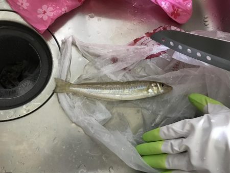 やっとの一匹(＞＜)