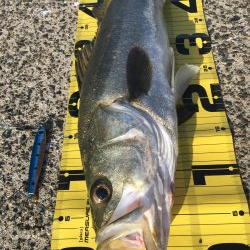 試し投げに行ったら