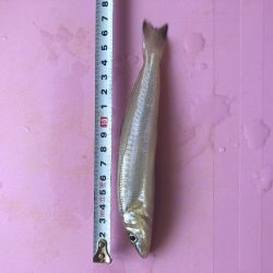 今年初キス釣り